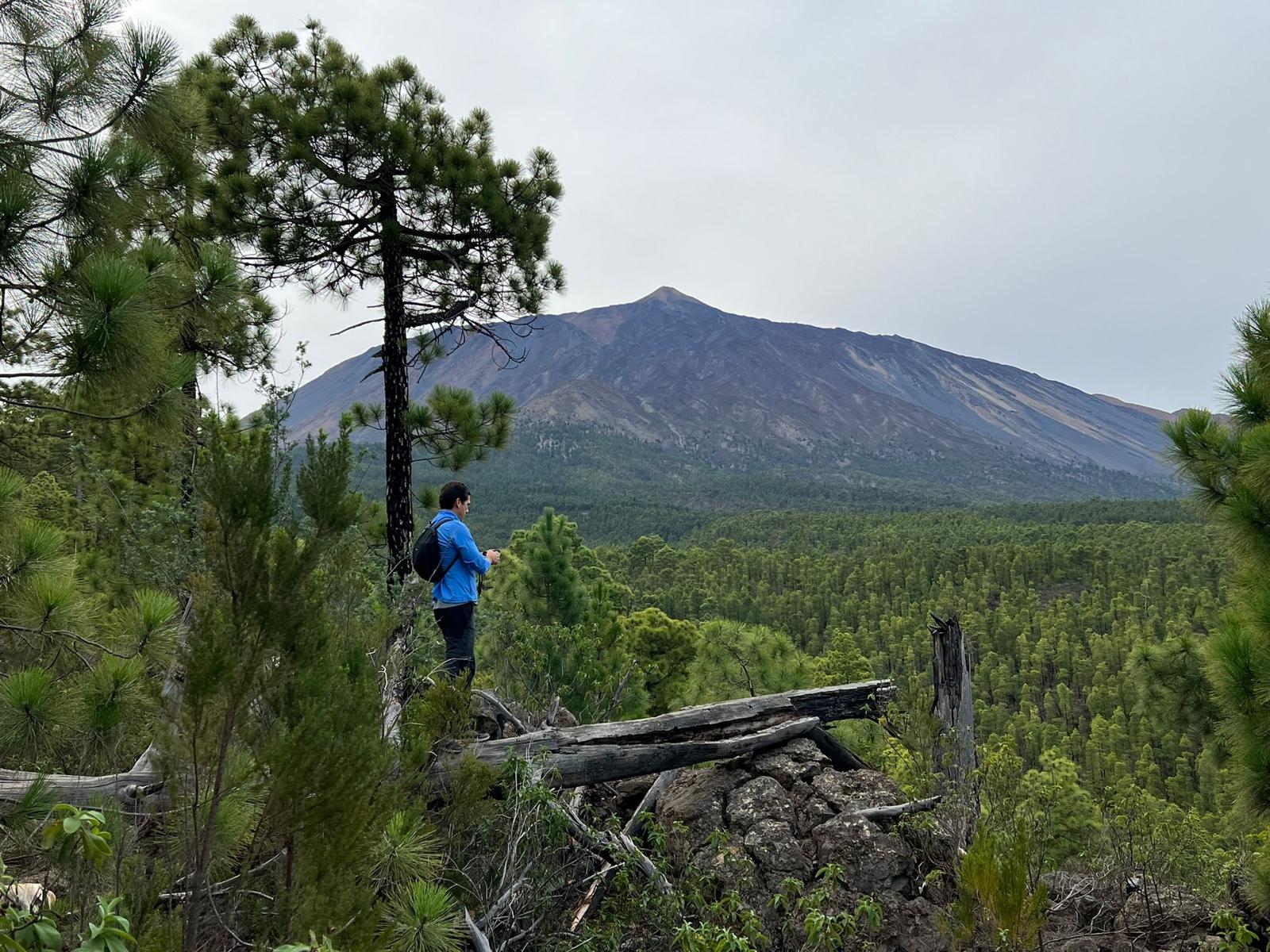 Hiker in a Tenerife pine forest looking at Mount Teide